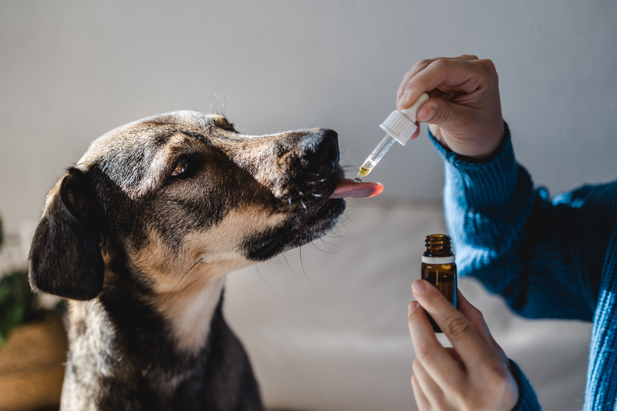 CBD pour les animaux de compagnie